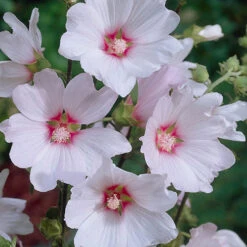 Patio Lavatera Mallow 'Barnsley Baby' -Garden Bulbs Store 510339 1