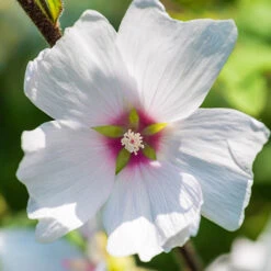 Patio Lavatera Mallow 'Barnsley Baby' -Garden Bulbs Store 510339 2
