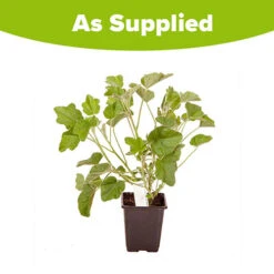 Patio Lavatera Mallow 'Barnsley Baby' -Garden Bulbs Store 510339 3