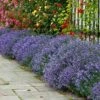 Lavender Munstead -Garden Bulbs Store 510354