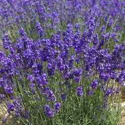 Lavender Munstead -Garden Bulbs Store 510354 2
