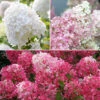 Hydrangea Paniculata Collection -Garden Bulbs Store 510358