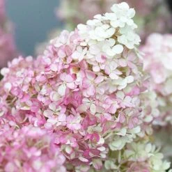 Hydrangea Paniculata Collection -Garden Bulbs Store 510358 2