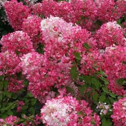 Hydrangea Paniculata Collection -Garden Bulbs Store 510358 3