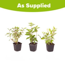 Hydrangea Paniculata Collection -Garden Bulbs Store 510358 4