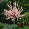 Flowering Almond Tree Prunus Triloba -Garden Bulbs Store 510361