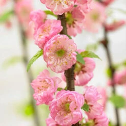 Flowering Almond Tree Prunus Triloba -Garden Bulbs Store 510361 2