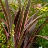 Phormium 'Sundowner Pink' -Garden Bulbs Store 510369