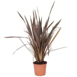 Phormium 'Sundowner Pink' -Garden Bulbs Store 510369 2