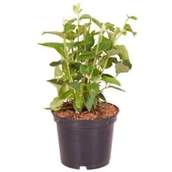 Philadelphue - Mock Orange - 'Virginal' -Garden Bulbs Store 510393 2