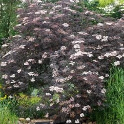 Sambucus Nigra 'Black Lace' 13 Sambucus Nigra 'Black Lace' -Garden Bulbs Store 510394 4