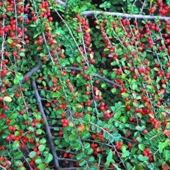 Evergreen Shrub Collection -Garden Bulbs Store 510403 4