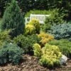Evergreen Hardy Dwarf Conifer Collection -Garden Bulbs Store 510410