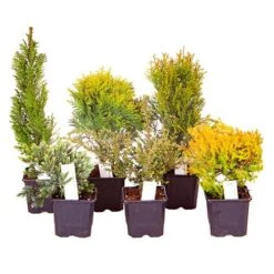 Evergreen Hardy Dwarf Conifer Collection -Garden Bulbs Store 510410 2