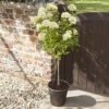Hydrangea Paniculata 'Little Lime' Standard -Garden Bulbs Store 510424