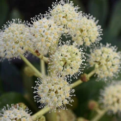 Fatsia Japonica - Castor Oil Plant -Garden Bulbs Store 510428 3