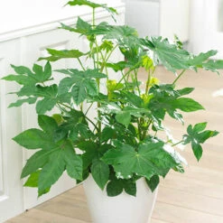 Fatsia Japonica - Castor Oil Plant -Garden Bulbs Store 510428 4
