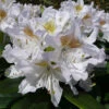 Rhododendron 'Madam Masson' -Garden Bulbs Store 510430
