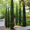 Pair Of Italian Cypress Trees -Garden Bulbs Store 510471