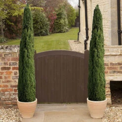 Pair Of Italian Cypress Trees -Garden Bulbs Store 510471 1