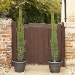 Pair Of Italian Cypress Trees -Garden Bulbs Store 510471 2