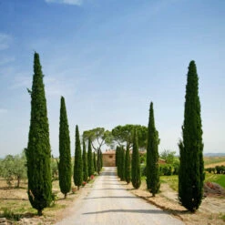 Pair Of Italian Cypress Trees -Garden Bulbs Store 510471 4