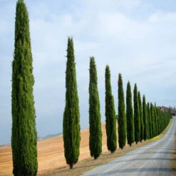 Pair Of Italian Cypress Trees -Garden Bulbs Store 510471 5