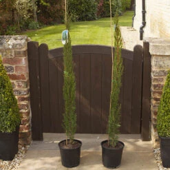 Pair Of Italian Cypress Trees -Garden Bulbs Store 510471 6