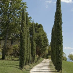 Pair Of Italian Cypress Trees -Garden Bulbs Store 510471 7
