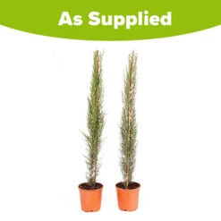 Pair Of Italian Cypress Trees -Garden Bulbs Store 510471 8