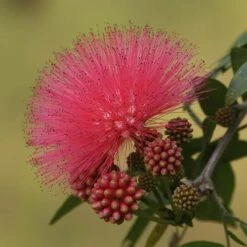 'Dixie Pink' Powder Puff Tree