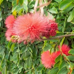 'Dixie Pink' Powder Puff Tree -Garden Bulbs Store 510508 2