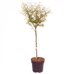 'Dixie Pink' Powder Puff Tree -Garden Bulbs Store 510508 3