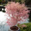 Acer Palmatum 'Taylor' -Garden Bulbs Store 510524