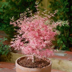 Acer Palmatum 'Taylor' -Garden Bulbs Store 510524 3