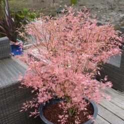 Acer Palmatum 'Taylor' -Garden Bulbs Store 510524 4