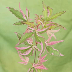 Acer Palmatum 'Taylor' -Garden Bulbs Store 510524 5