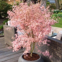 Acer Palmatum 'Taylor' -Garden Bulbs Store 510524 7