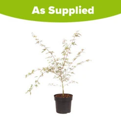 Acer Palmatum 'Taylor' -Garden Bulbs Store 510524 8