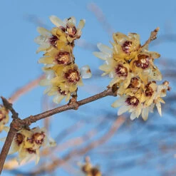Chimonanthus Praecox - Wintersweet -Garden Bulbs Store 510536 2