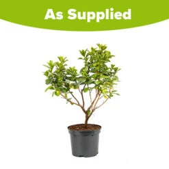 Escallonia 'Pink Elle' -Garden Bulbs Store 510545 2