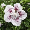 Hibiscus Syriacus Starburst Chiffon -Garden Bulbs Store 510578