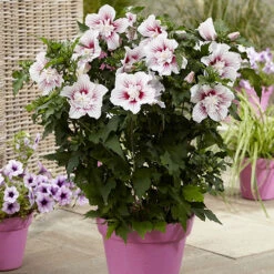 Hibiscus Syriacus Starburst Chiffon -Garden Bulbs Store 510578 2