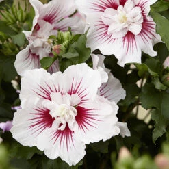 Hibiscus Syriacus Starburst Chiffon -Garden Bulbs Store 510578 3