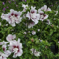 Hibiscus Syriacus Starburst Chiffon -Garden Bulbs Store 510578 4