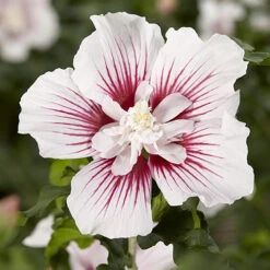 Hibiscus Syriacus Starburst Chiffon -Garden Bulbs Store 510578 6