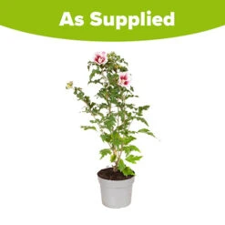 Hibiscus Syriacus Starburst Chiffon -Garden Bulbs Store 510578 8