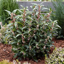 Sarcococca Hookeriana 'Winter Gem' -Garden Bulbs Store 510579 2
