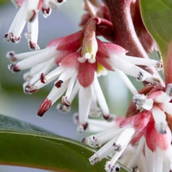Sarcococca Hookeriana 'Winter Gem' -Garden Bulbs Store 510579 3