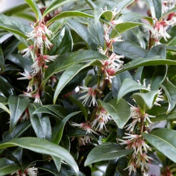 Sarcococca Hookeriana 'Winter Gem' -Garden Bulbs Store 510579 4